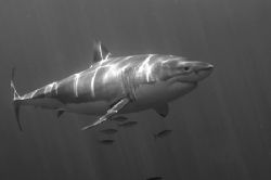 Great White in B&W. by Andy Lerner 
